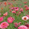 ZINNIA A GRANDES FLEURS AB