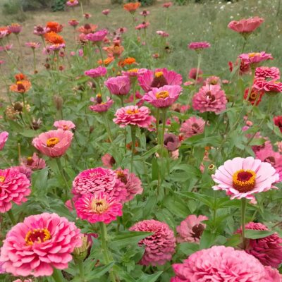 ZINNIA A GRANDES FLEURS AB
