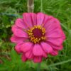 ZINNIA A GRANDES FLEURS AB