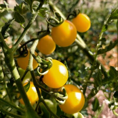 tomate cerise groseille blanche