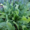 OSEILLE EPINARD AB