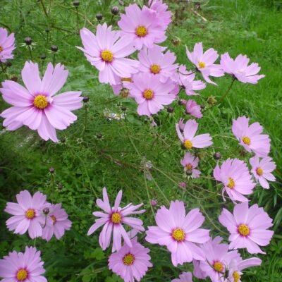 COSMOS SENSATION AB